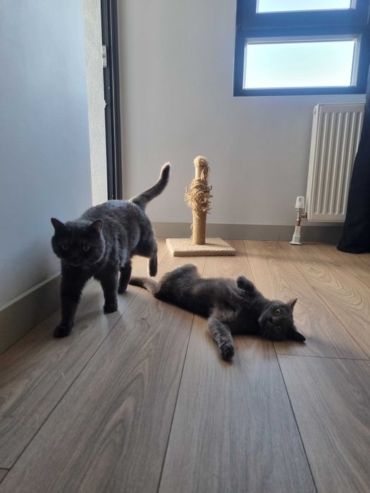 Британская порода