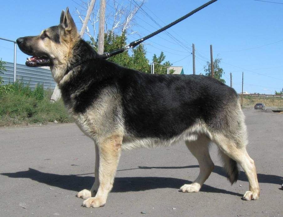 Восточноевропейская овчарка