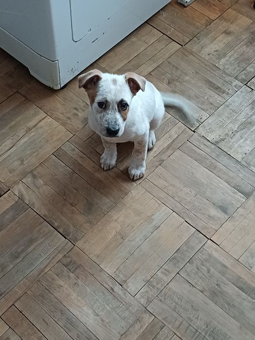 Câine dragut cu doua vaccinuri făcute