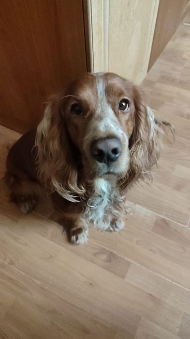 Русский спаниель ищет подругу