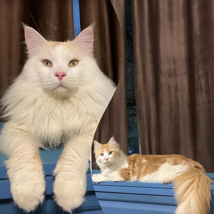 девочка мейнкун с родословной