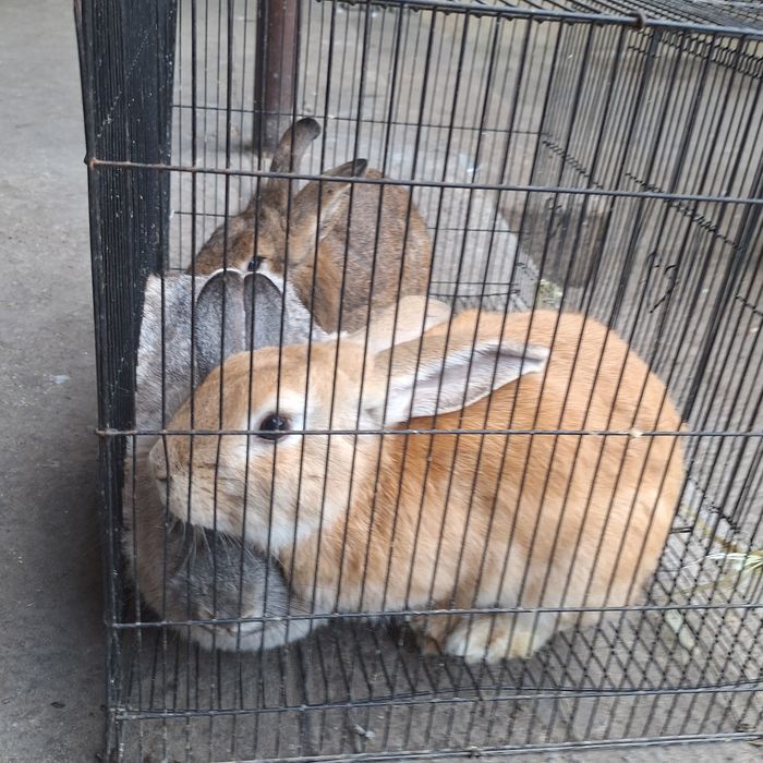 Взрослые  кролики продаётся