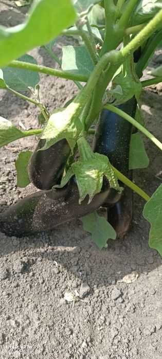 Продам домашние помидоры