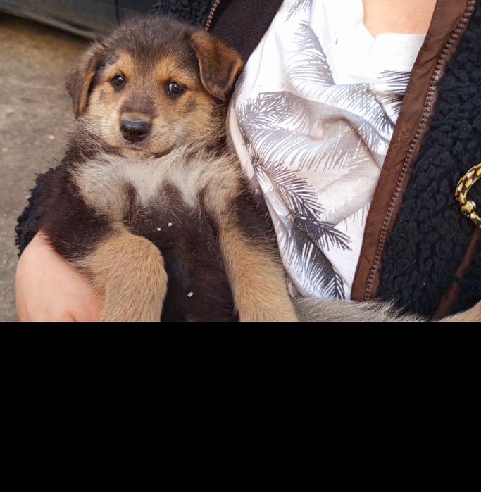 Щеночки ищут дом