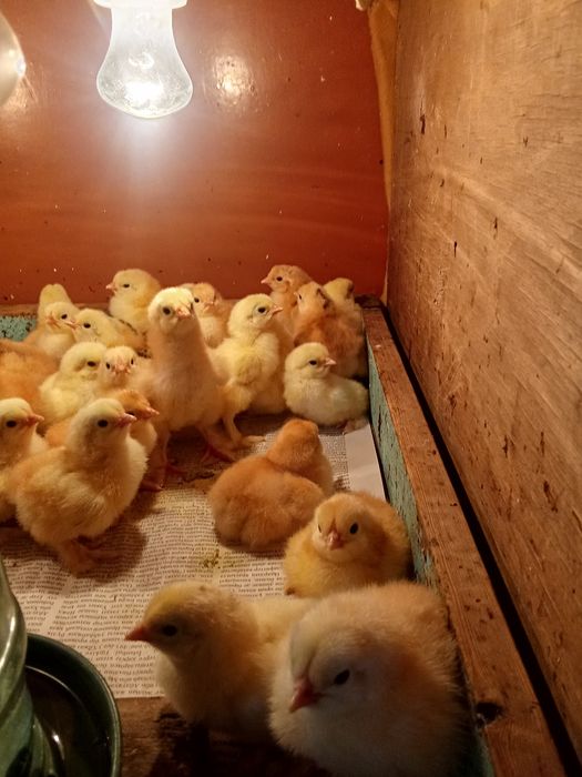 Брамы месячные суточные