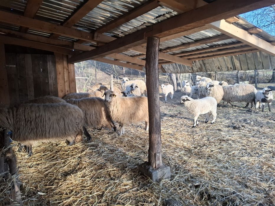 Vând 11 oi tinere, cu miei