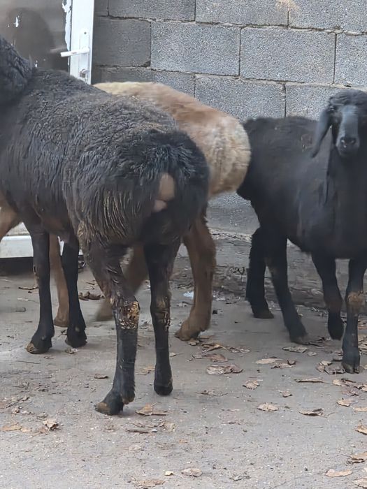 Тұсақ и қошқар сатылады.