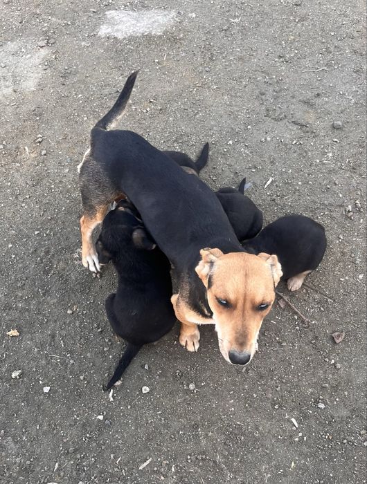 Күшіктер, щенки в добрые руки