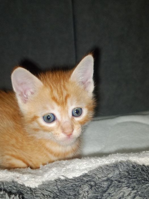 Котята от сфинска. Игривые, ласковые