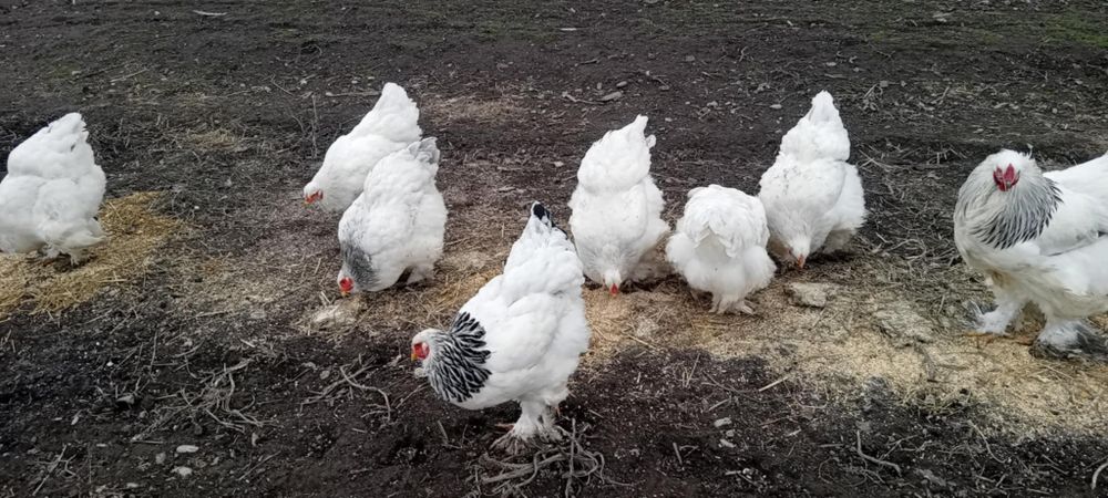 Oua de incubat rațe mute l/eșești și oua de găină  brahma