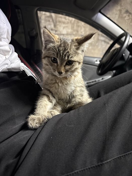 отдам котят в хорошие руки