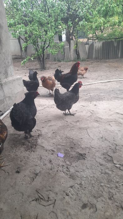 Тауыктар кораздар