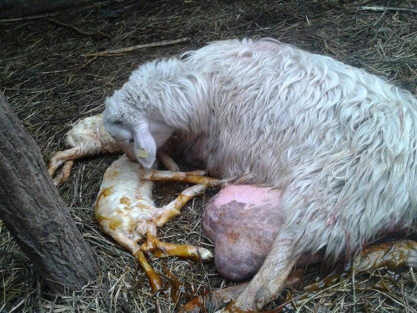 Berbecuți assaf și friza