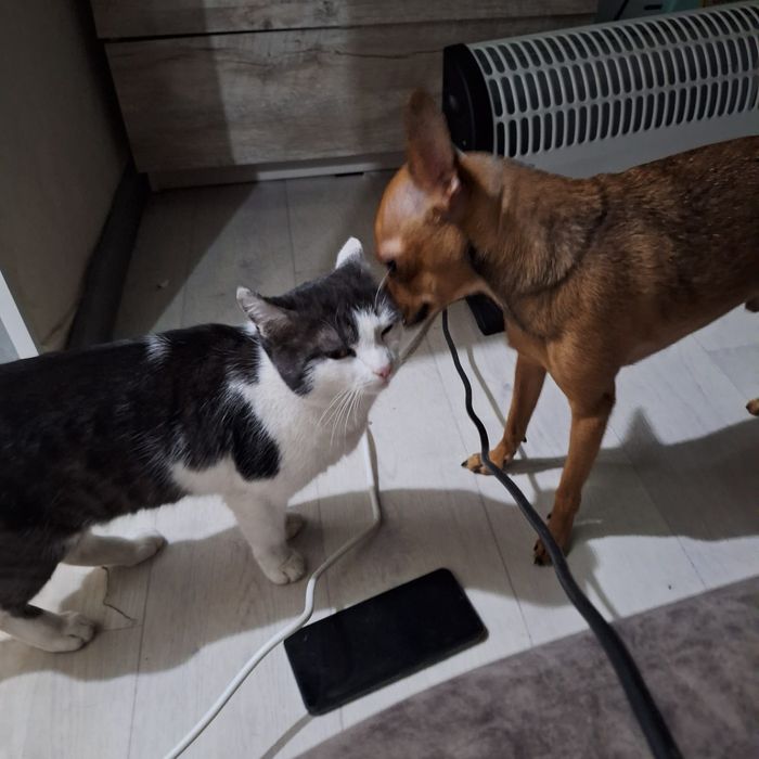 Той терьер 2 года