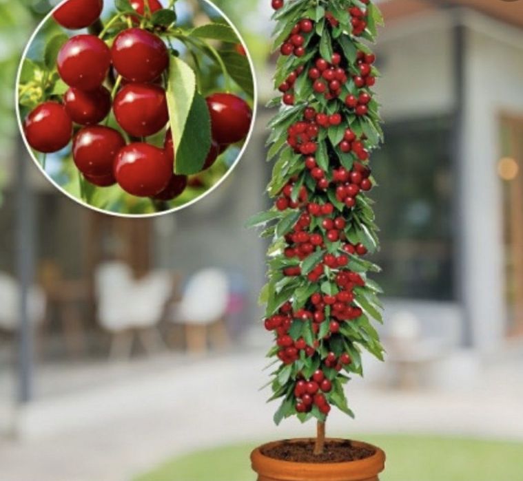 Pomi fructiferi altoiti columnari