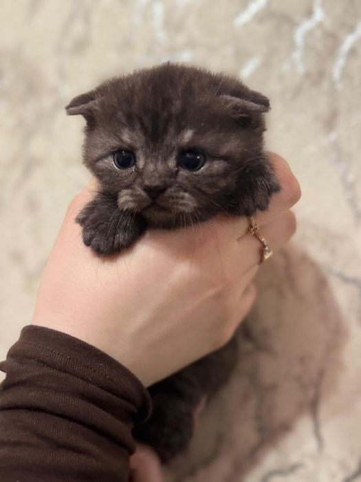 Фолды и Страйты.