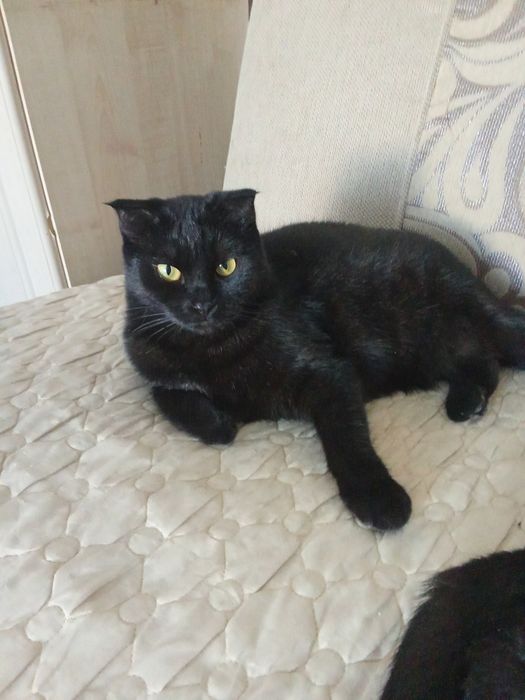 Багира ищет любящий дом