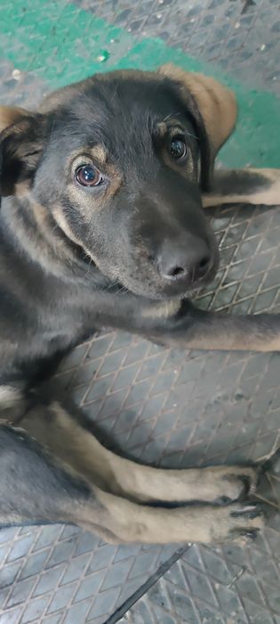 Щенки ищут семью