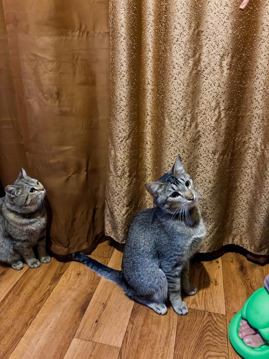 Отдам в добрые заботливые руки метиса кота 1 год кастрирован