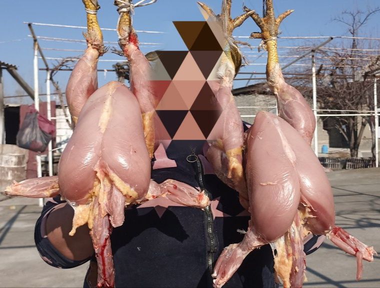 Xurozlar sotiladi juda katta semiz