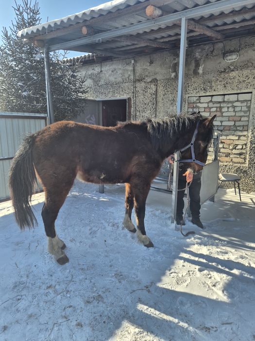 Продам лошадей Объезженные.