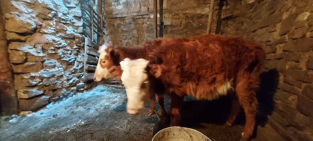 Продам коровы, тайынша, сиыр, қашар