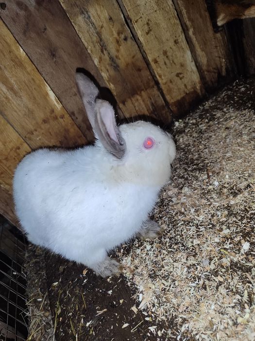 Продам кроликов , кролы и крольчихи .