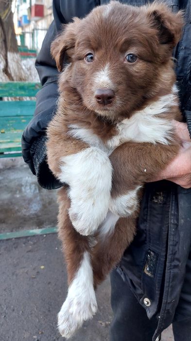 Голубоглазая Девочка в добрые руки