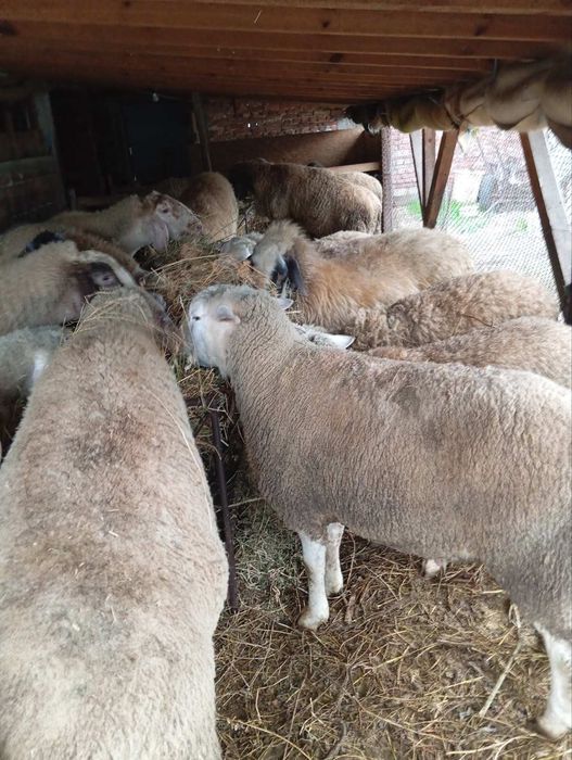 Продавам млад коч