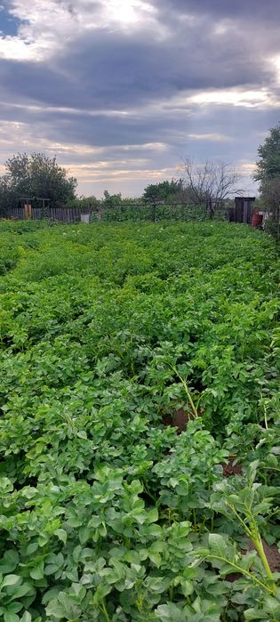 Продам дачу в обществе Союз