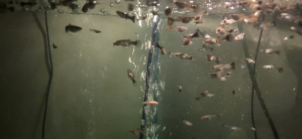 Аквариумные рыбки