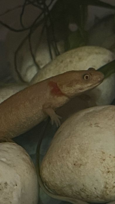 Продам тритонов темный и светлый