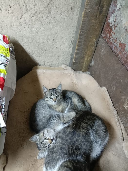 Отдам симпатичных котят