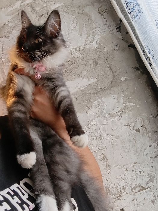 Отдам в хорошие руки