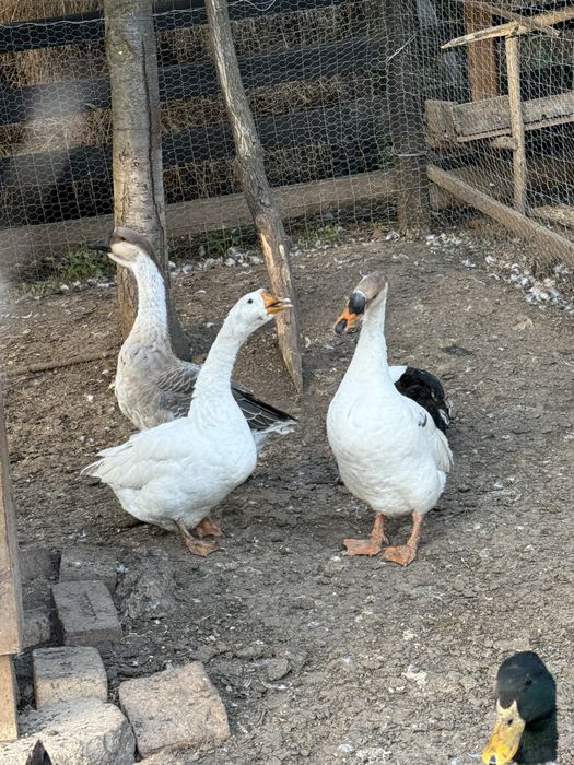 Rate, ratoi si gasca de vanzare