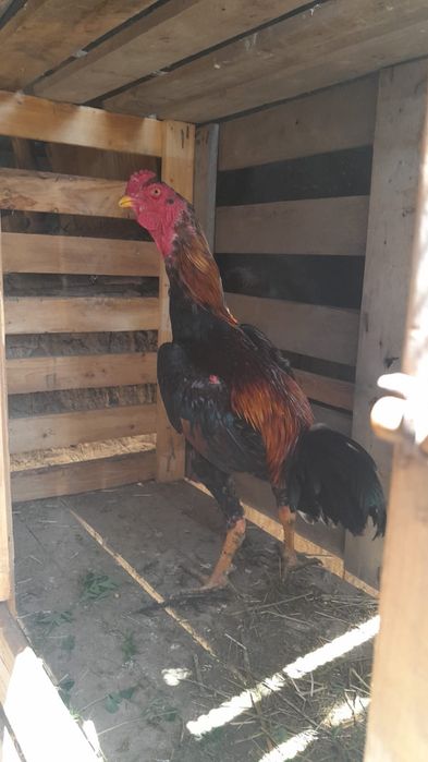 Продам дакана хороших кровей