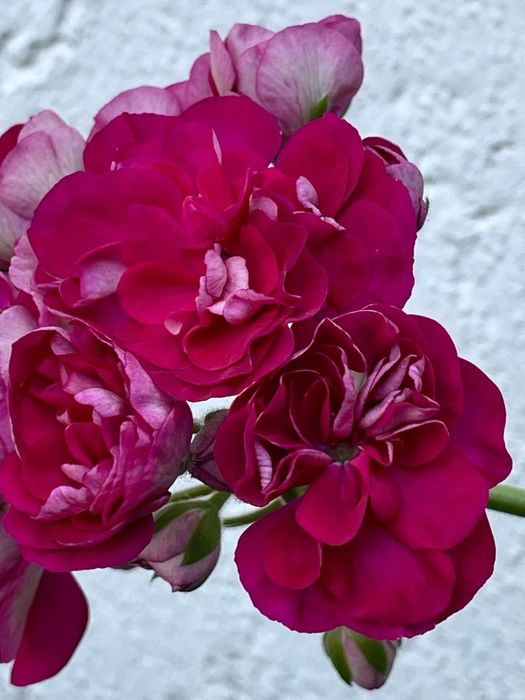 Вкоренени резници от сортови мушката.