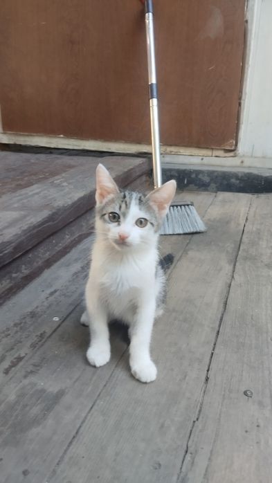 Отдам кота и кошечку