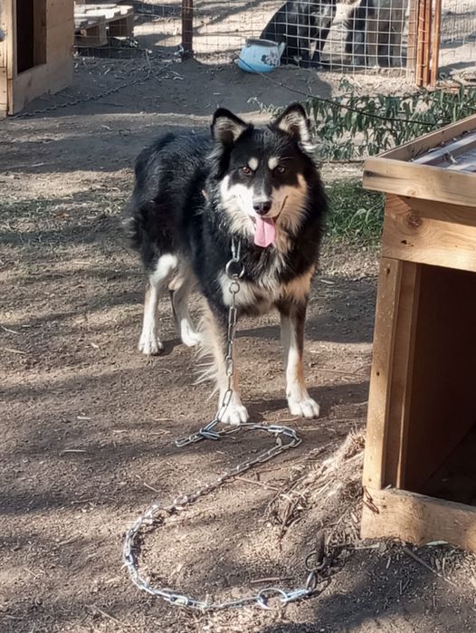 Ушастик ищет дом!