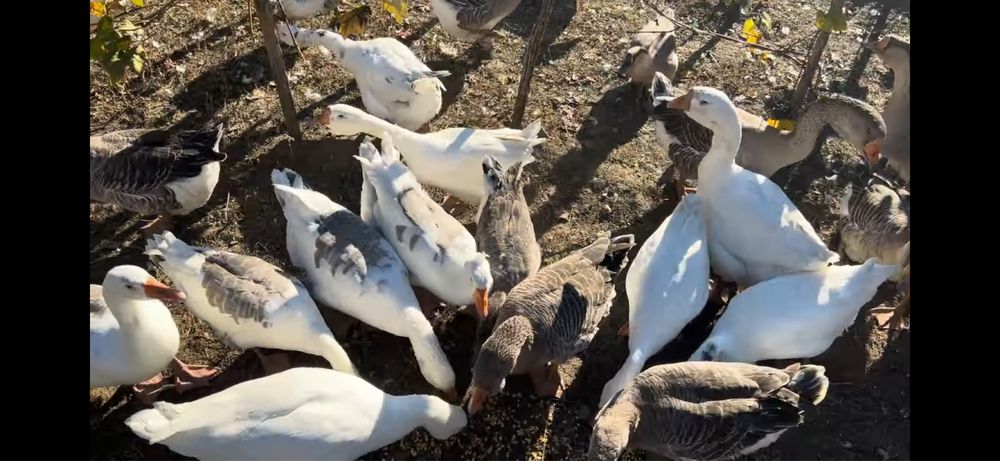 30 de gâște disponibile pe ales