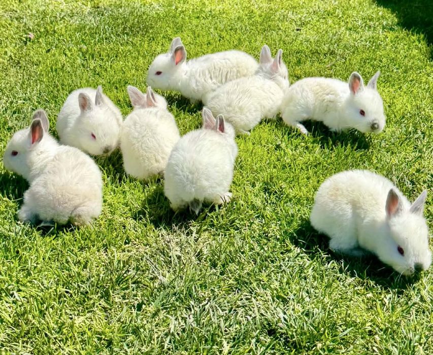 Pui Iepuri California – Vârstă 3 Săptămâni