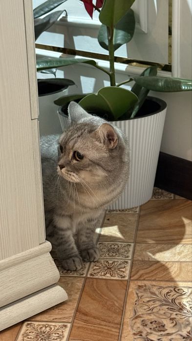 Британская кошка