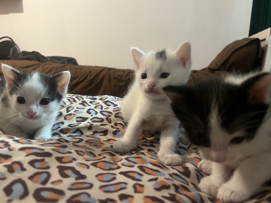 Котяты беспалатно