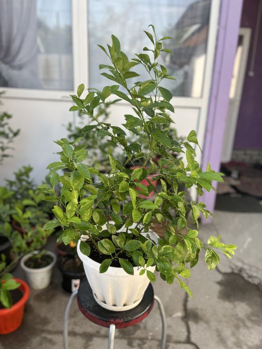 Продам Мандарин каламондин