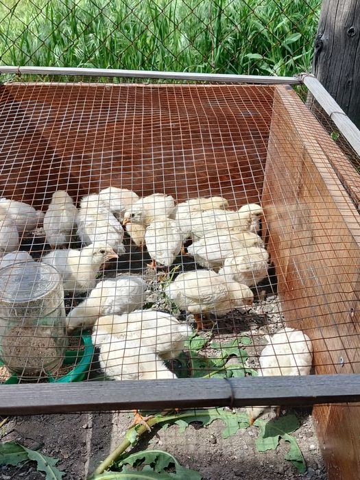 Продам цепляет  Леггорны