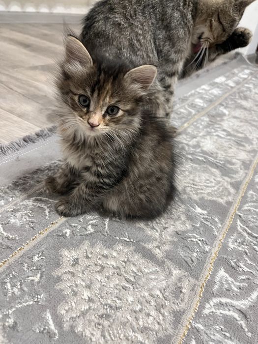 Котята добрым рукам