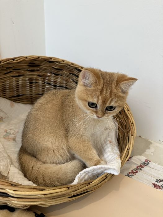 Котята с домашнего питомника