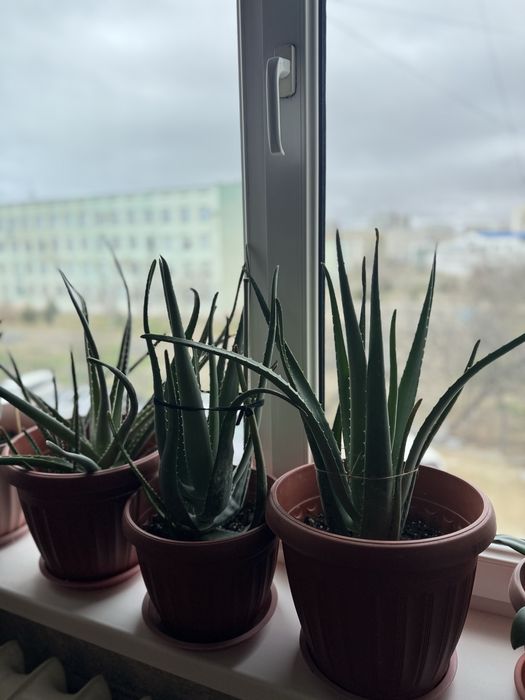 Алоэ домашнее, с горшком