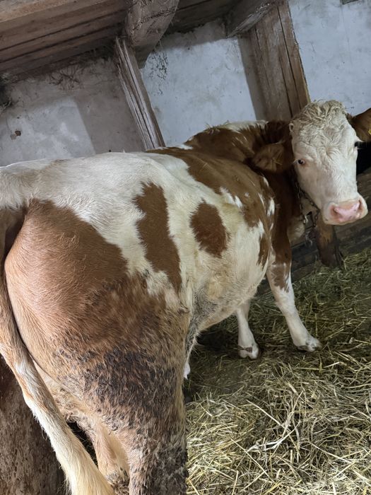 Vând vacă pentru abator