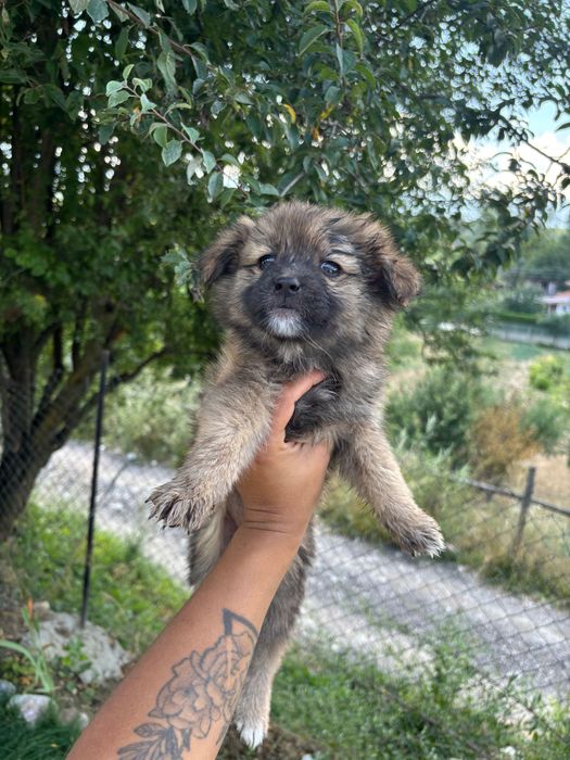 Подарявам кученца